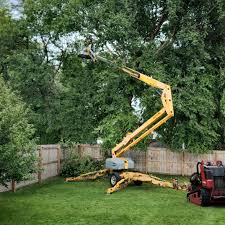 How Our Tree Care Process Works  in Leland Grove, IL